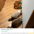 Cargar la imagen en la vista de la galería, Pollo & Caldo de Salmón - Alimento fresh para gato (220g)