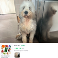 Cargar la imagen en la vista de la galería, Res - Alimento fresh para perro (1kg)