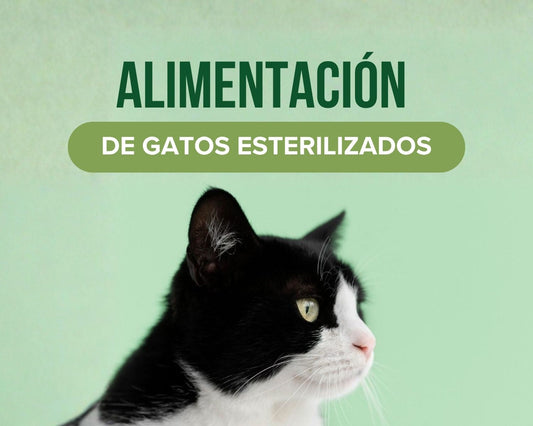 Alimentación de gatos esterilizados y control de porciones
