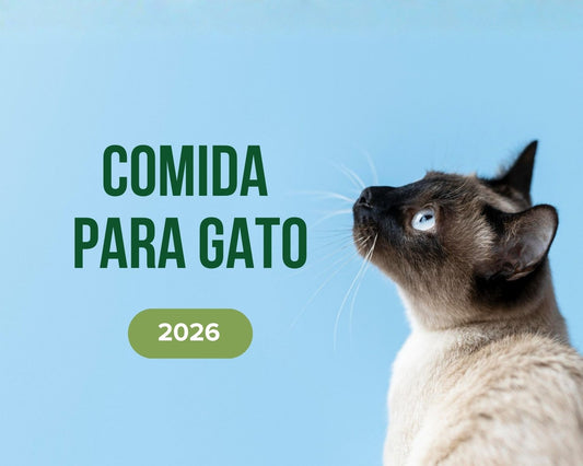 Gato doméstico frente a diferentes tipos de alimento para gatos, comparando concentrado y comida húmeda
