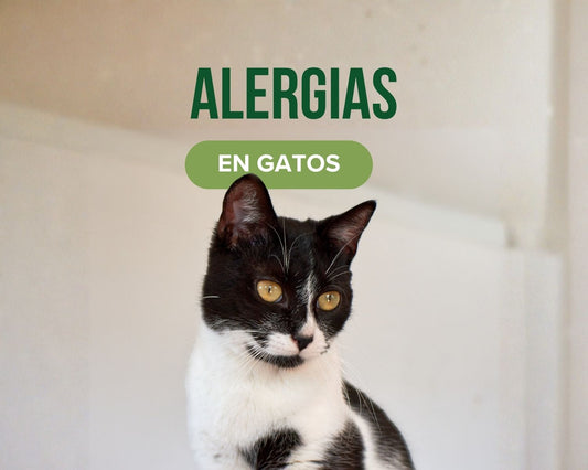 Gato con alergia alimentaria y picazón en la piel