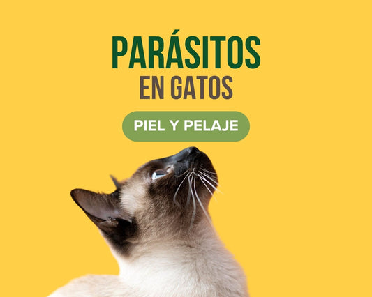 Parásitos en gatos y señales en la piel y el pelaje