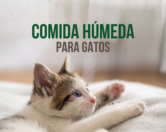 Gato doméstico comiendo alimento húmedo natural de un plato, fuente principal de hidratación felina
