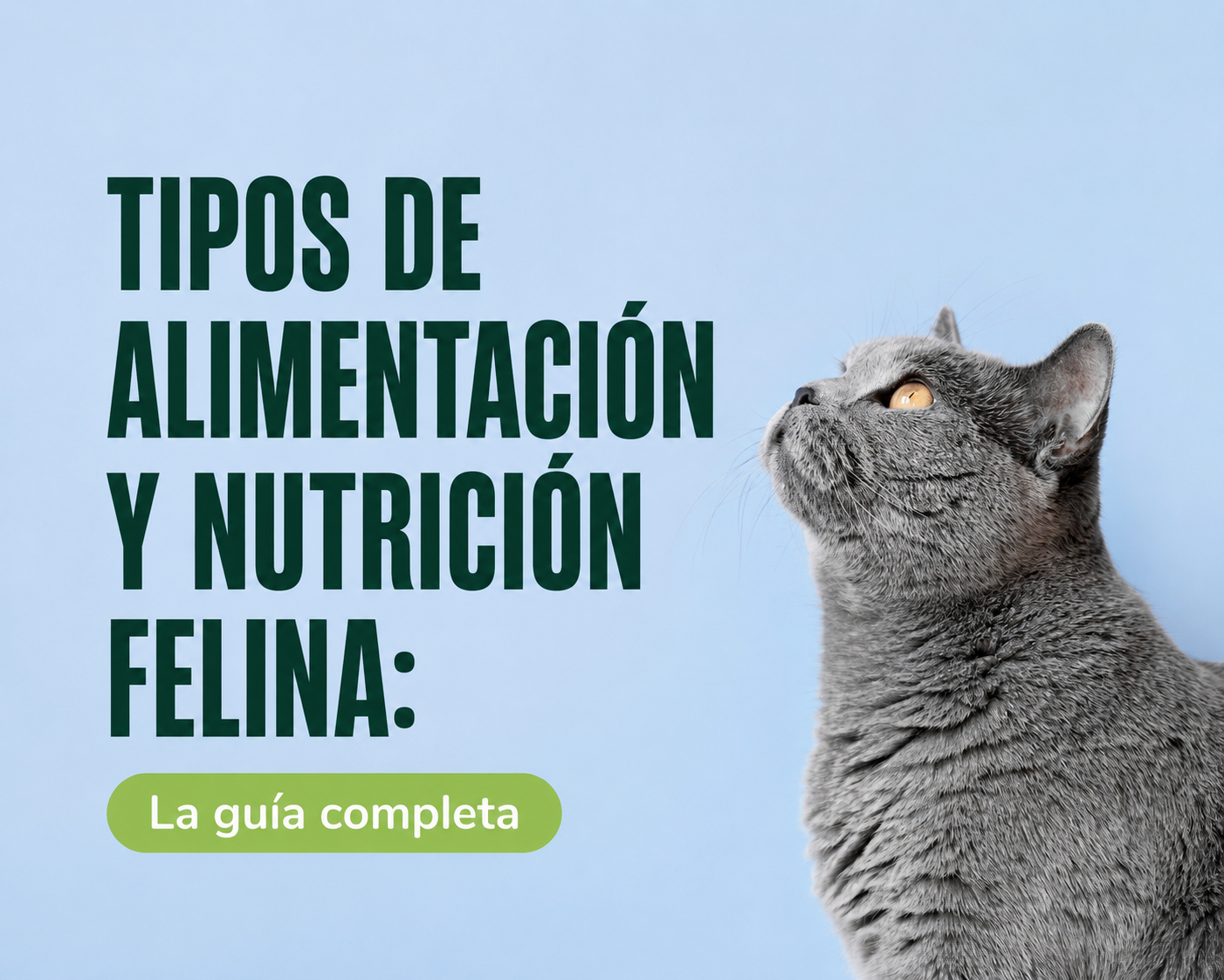 Comparación de tipos de alimentación para gatos: concentrado, comida húmeda, dieta BARF y comida fresh