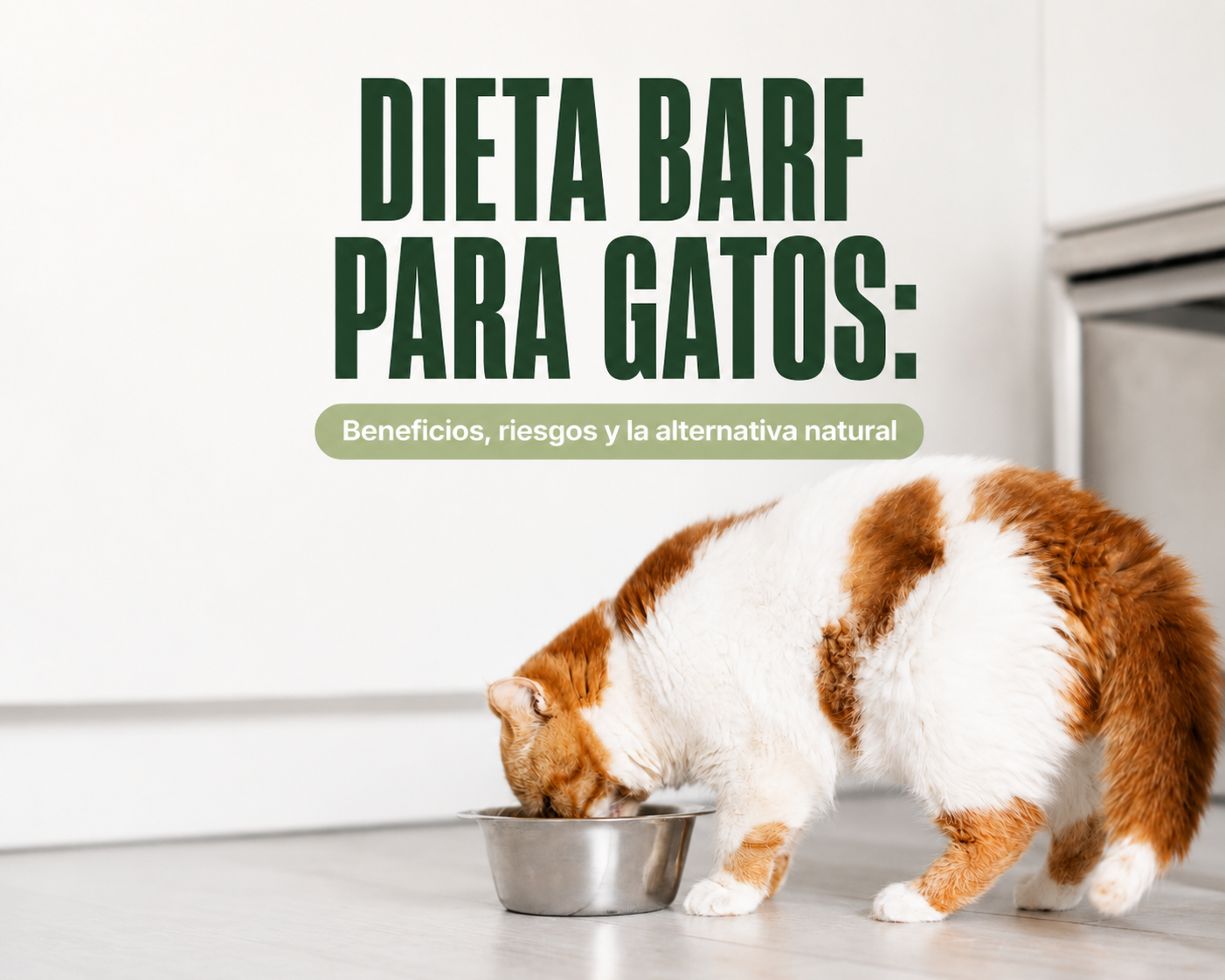 Gato comiendo alimento natural cocinado al vapor, alternativa segura a la dieta BARF