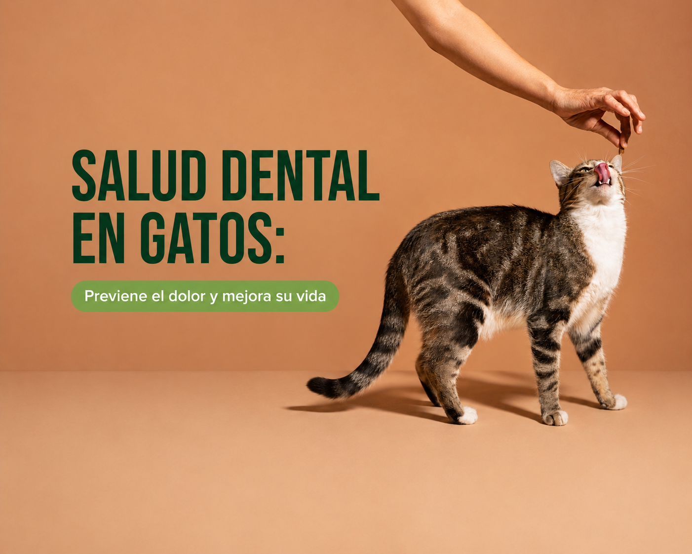 Gato mostrando sus dientes sanos durante revisión de salud dental felina