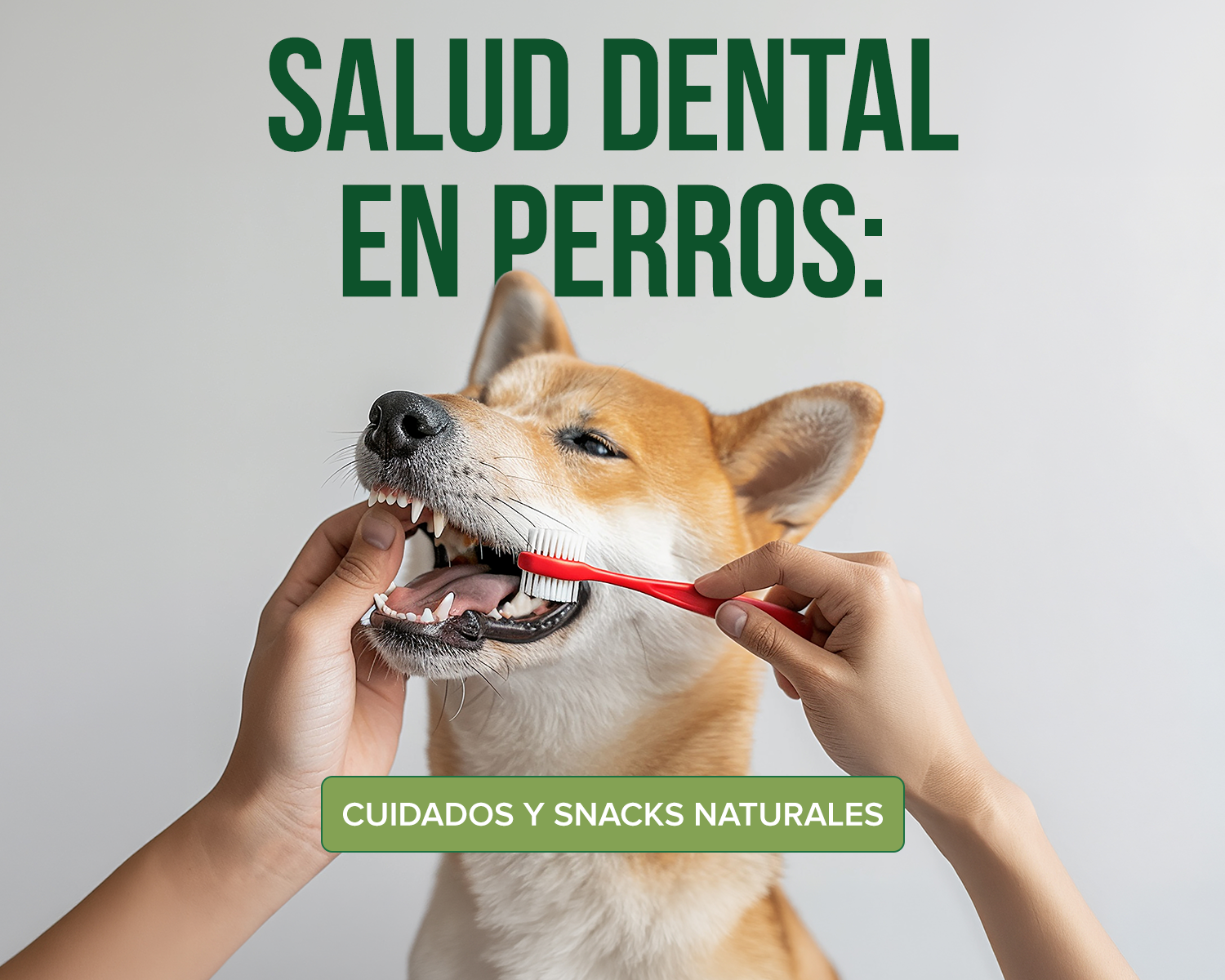 Perro masticando un snack natural para cuidar su salud dental
