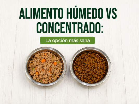 Perro sano bebiendo agua junto a un plato de alimento húmedo natural