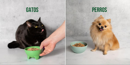 Diferencias en la alimentación de perros y gatos