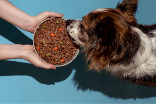 Alternativas a la dieta BARF para perros con alimento fresh y deshidratado