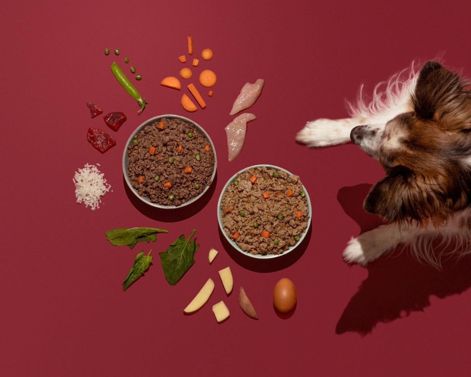 Señales digestivas al cambiar el alimento de un perro demasiado rápido  Imagen 3: