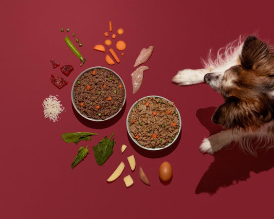 Señales digestivas al cambiar el alimento de un perro demasiado rápido  Imagen 3:
