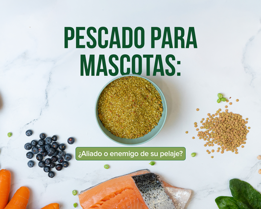 Perro con pelaje saludable gracias a una alimentación natural con pescado y Omega-3