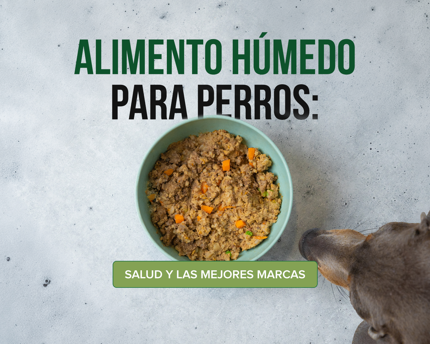 Perro comiendo alimento húmedo natural para perros como alternativa nutritiva al concentrado tradicional.