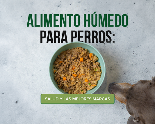 Perro comiendo alimento húmedo natural para perros como alternativa nutritiva al concentrado tradicional.