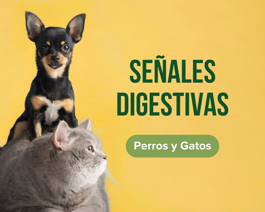 Señales de problemas digestivos en perros y gatos