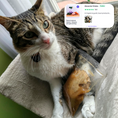 Cargar la imagen en la vista de la galería, Pollo & Caldo de Salmón - Alimento fresh para gato (220g)
